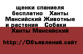 щенки спаниеля бесплатно - Ханты-Мансийский Животные и растения » Собаки   . Ханты-Мансийский